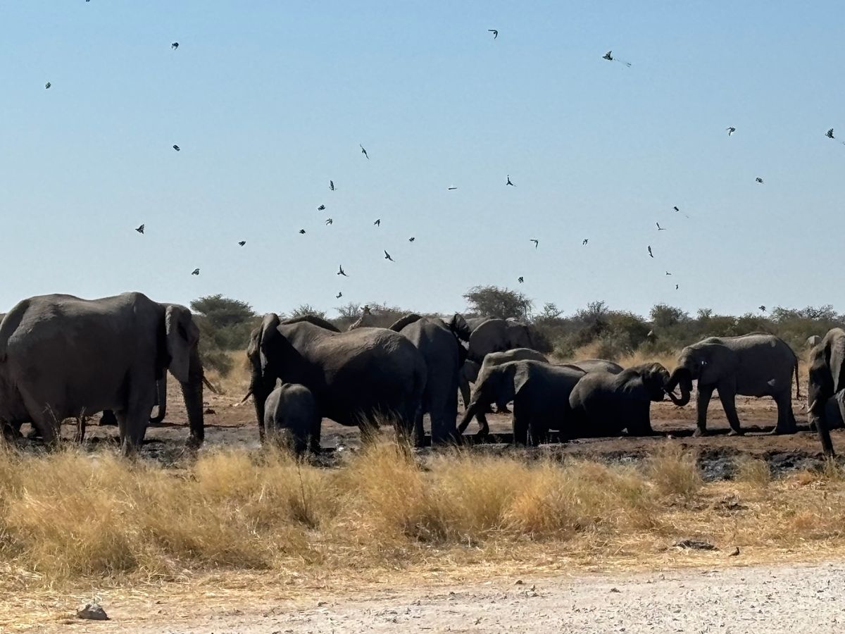 エトーシャ国立公園2
水場を象の大群が占拠しており、キリンやシマウマが水を...