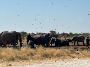 エトーシャ国立公園2
水場を象の大群が占拠しており、キリンやシマウマが水を...