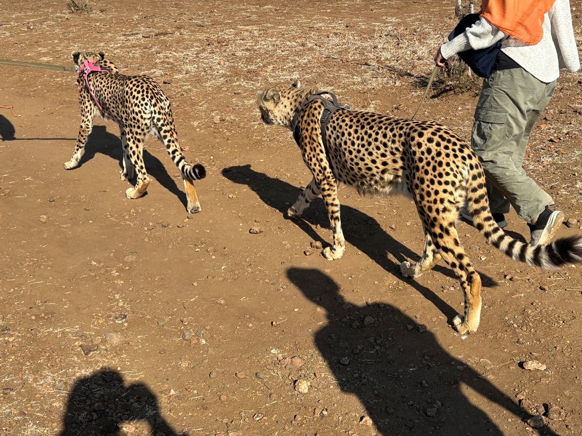 Elephant and cheetah experience: chee...