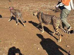Elephant and cheetah experience: chee...