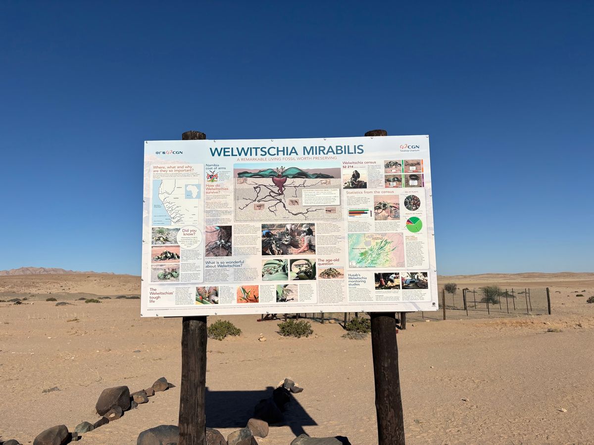 ウェルウィッチア
柵に囲われており、厳重に管理されています。上からよく見え...