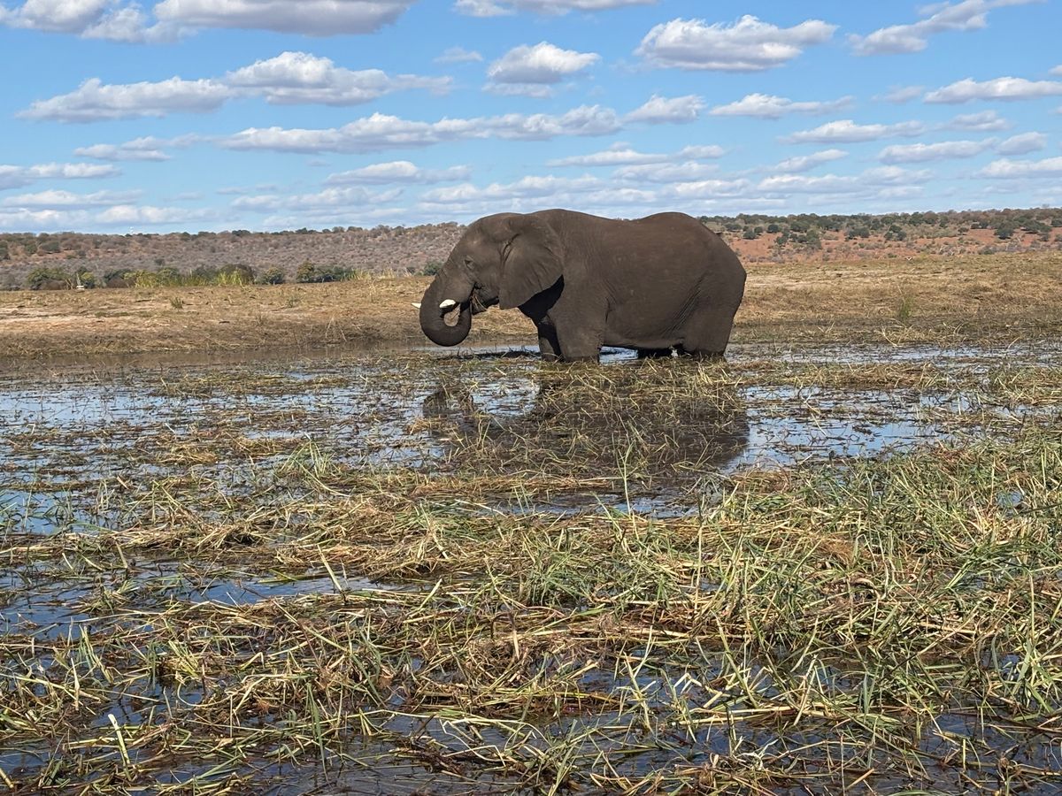 午後からボートクルーズを楽しみました。川から見る動物たちは異なる表情を見せ...