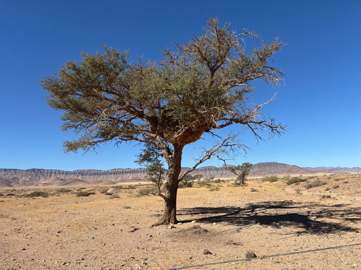 シャカイハタオリという鳥の巣。息子が大興奮でした。
