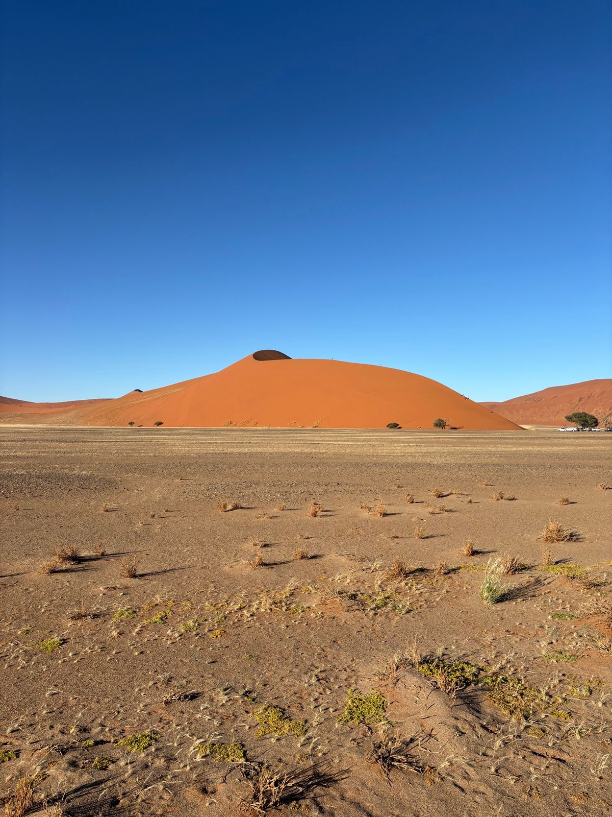 ナミブ砂漠の砂山たち。デューン＊＊と数字で呼ばれているみたいだが、覚えきれない
