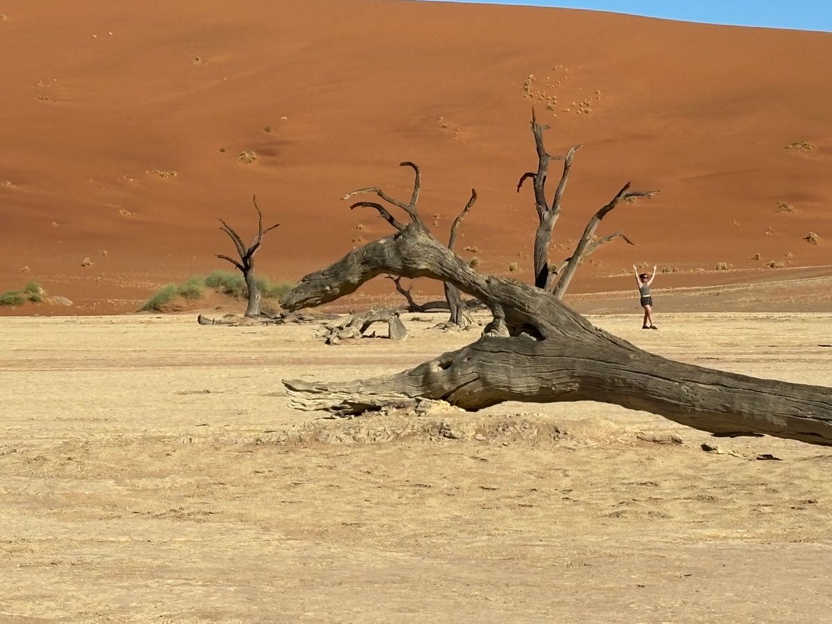 ナミブ砂漠のデッドプレイに行きました。900年前の木の化石が当時の姿で立っ...