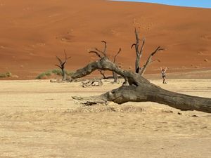 ナミブ砂漠のデッドプレイに行きました。900年前の木の化石が当時の姿で立っ...
