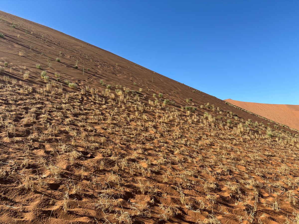 ナミブ砂漠のビッグダディに登りました。結構高くて怖かったですが、ここからデ...