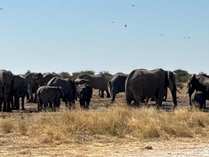 エトーシャ国立公園2
水場を象の大群が占拠しており、キリンやシマウマが水を...