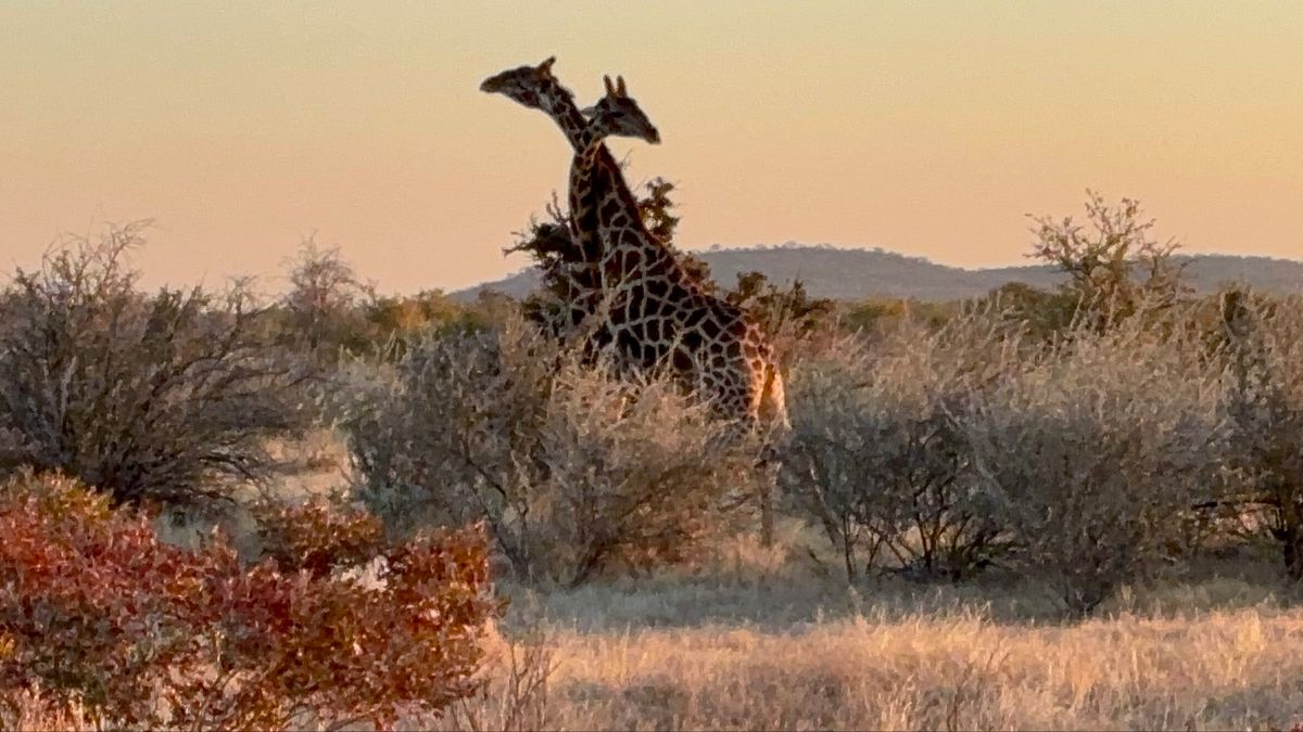 エトーシャ国立公園7