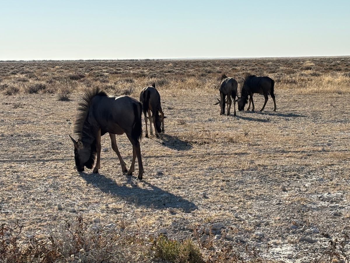 エトーシャ国立公園5