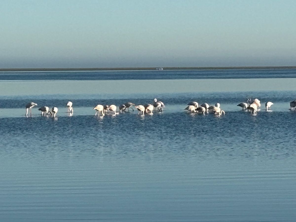 ウォルビスベイでフラミンゴを見に行きました。