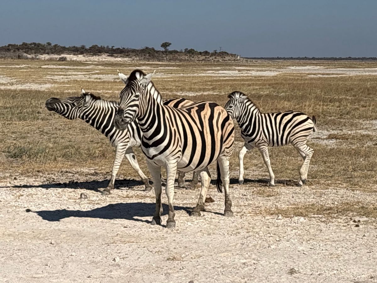 エトーシャ国立公園3