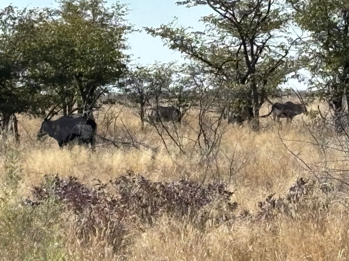 エトーシャ国立公園7