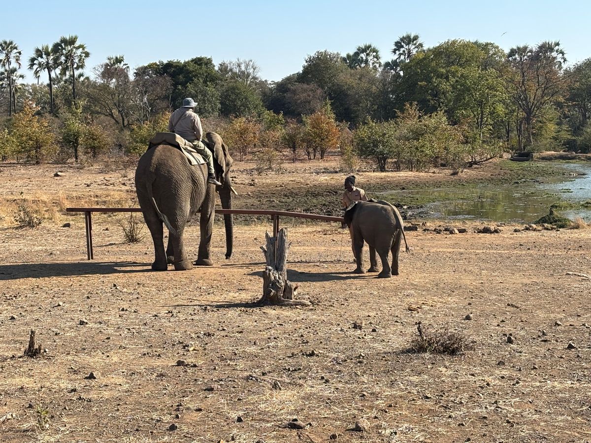 Elephant and cheetah experience: chee...