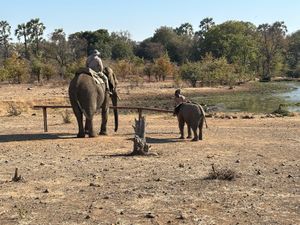 Elephant and cheetah experience: chee...