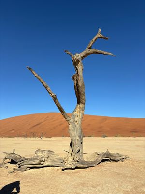 ナミブ砂漠のデッドプレイに行きました。900年前の木の化石が当時の姿で立っ...