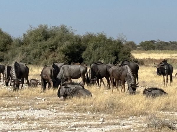 ナミビア・ナミブ砂漠「ナミビア、ジンバブエ、南アフリカ」の写真：エトーシャ国立公園6