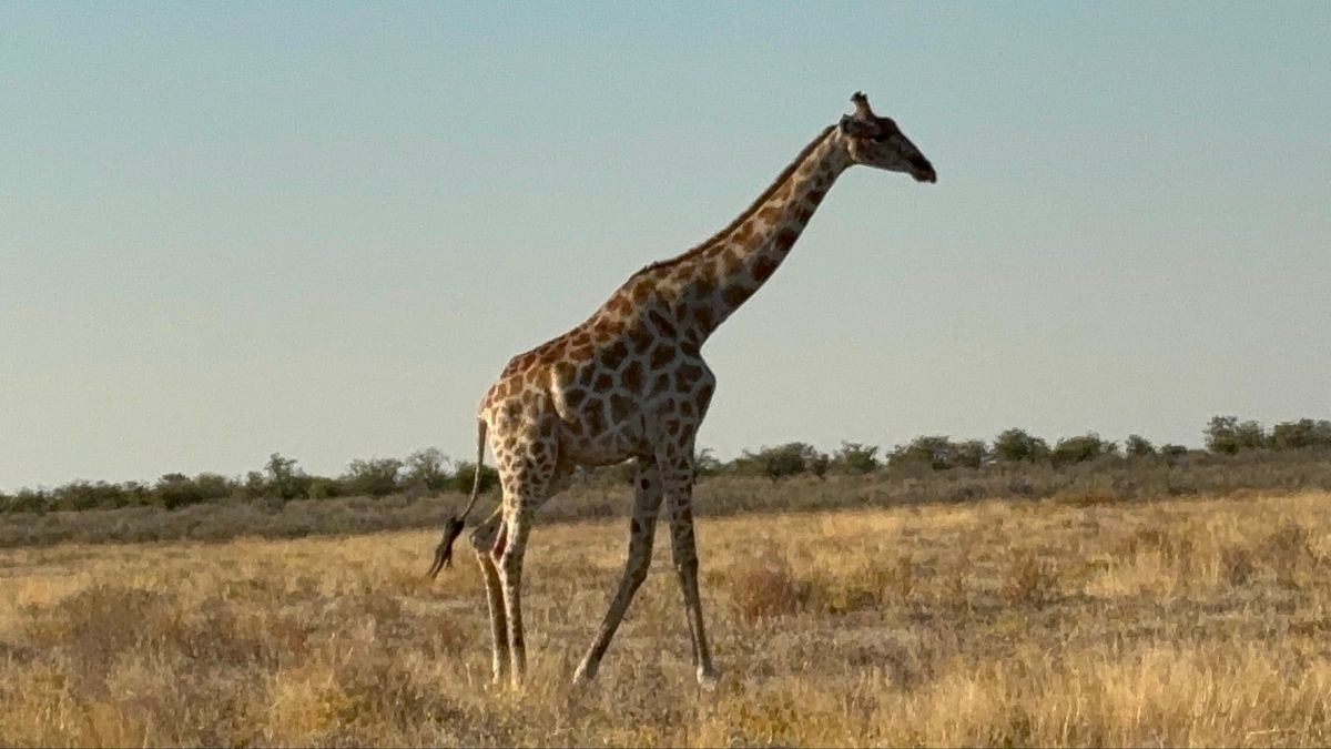 エトーシャ国立公園7