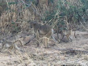 ジンバブエに戻り、ホテルまでの送迎中、ザンベジ国立公園を通るため、バッファ...