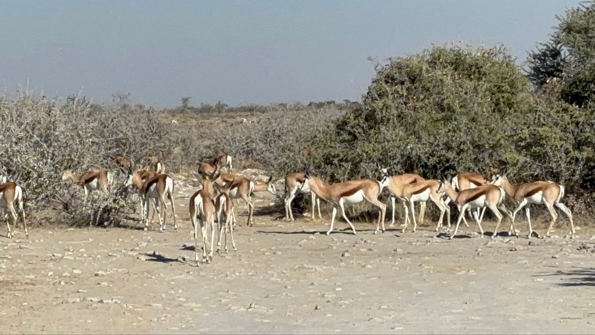 エトーシャ国立公園5