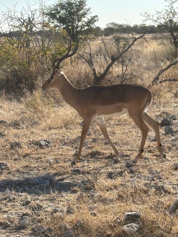 ナミビア・ナミブ砂漠「ナミビア、ジンバブエ、南アフリカ」の写真：エトーシャ国立公園4