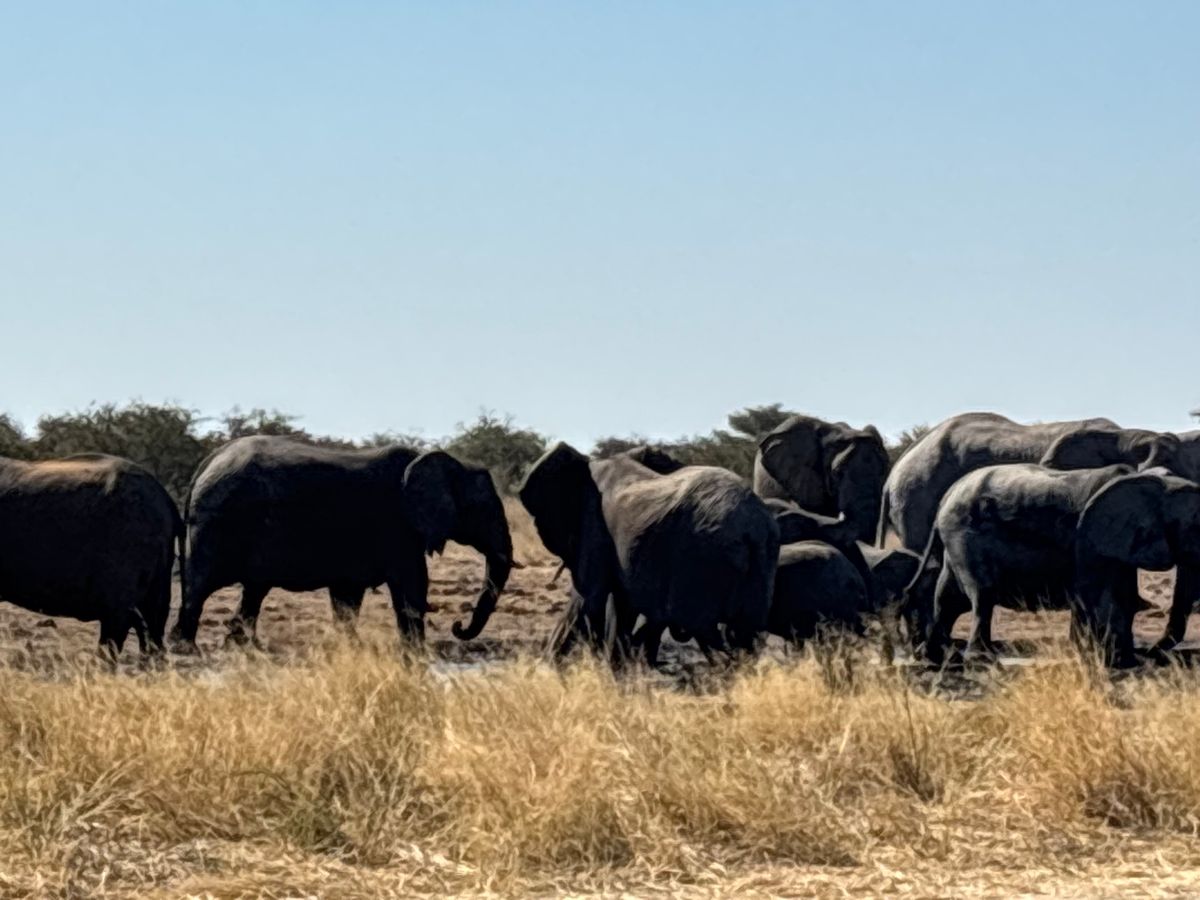 エトーシャ国立公園2
水場を象の大群が占拠しており、キリンやシマウマが水を...