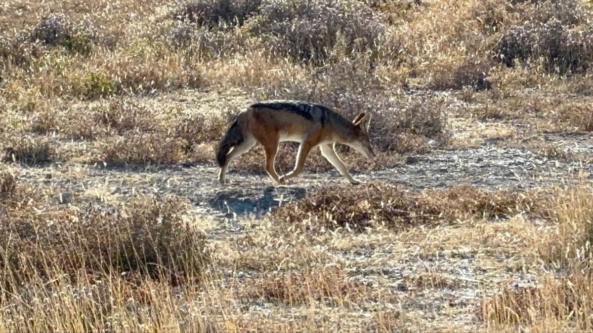 エトーシャ国立公園5