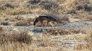 エトーシャ国立公園5