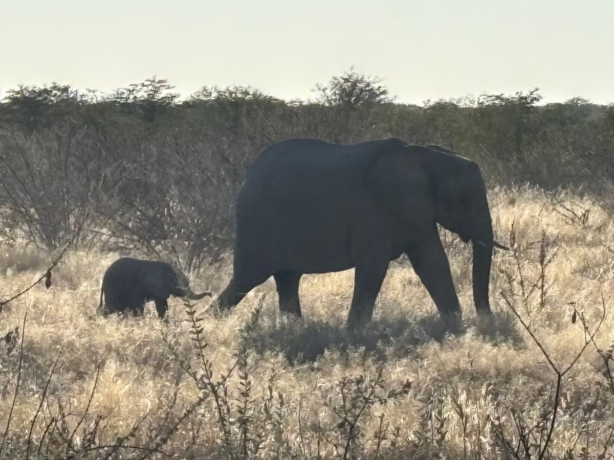 エトーシャ国立公園4