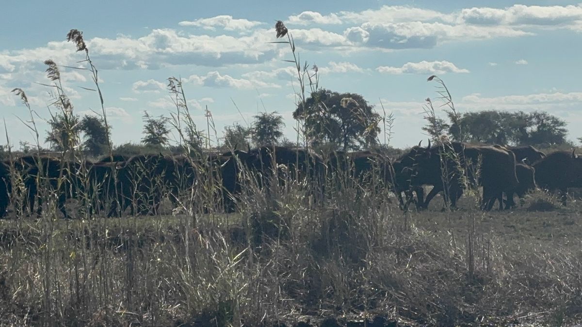 午後からボートクルーズを楽しみました。川から見る動物たちは異なる表情を見せ...