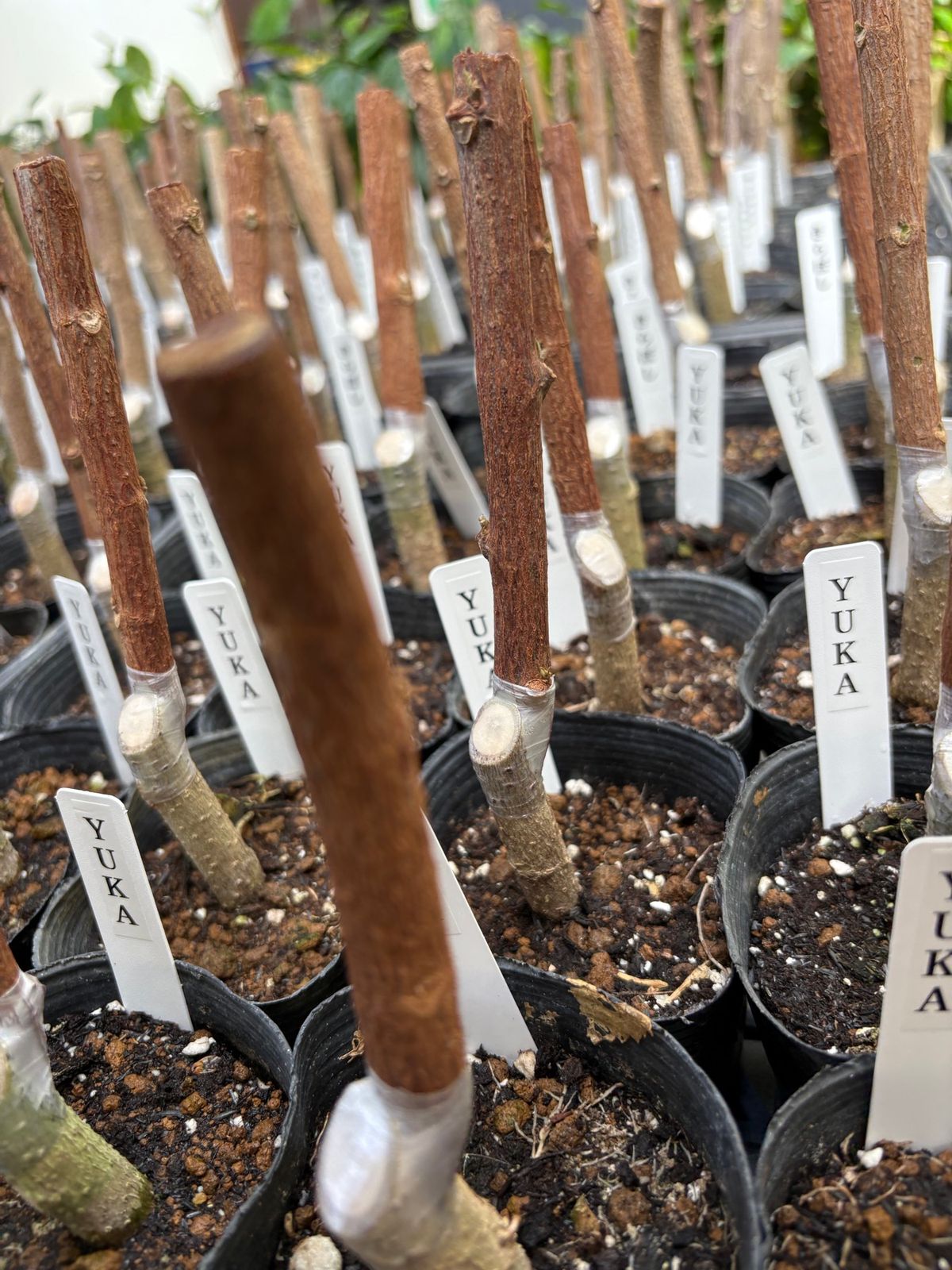 朝よしくんが起きてそのタイミングで起きなかったから先に下行ったけど、先に1...