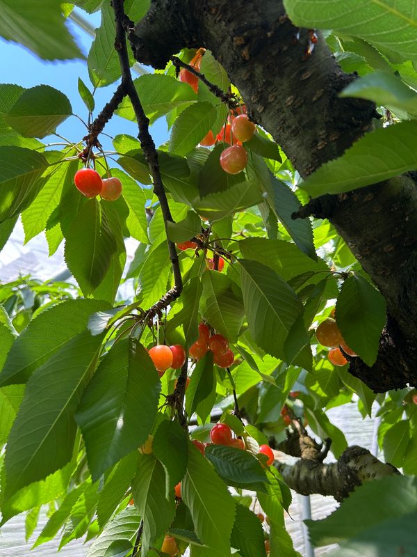 日本・福島県「かみのやま温泉」の写真