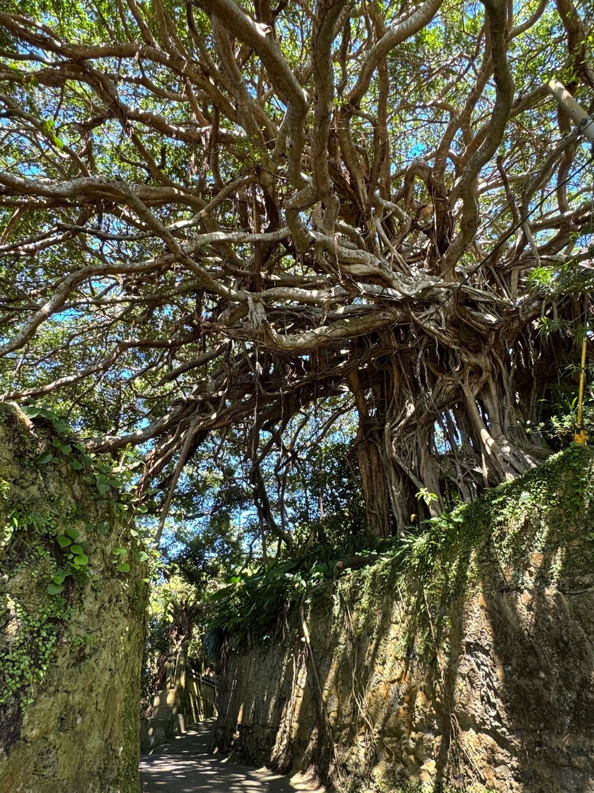 徳之島
●泉重千代さんの銅像
●樹齢300年のガジュマル
●犬田布岬
●犬...