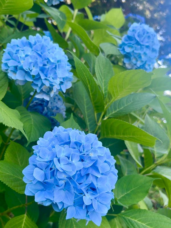 日本・茨城県「茨城　雨引観音」の写真