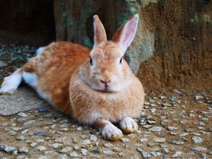 月うさぎの里
