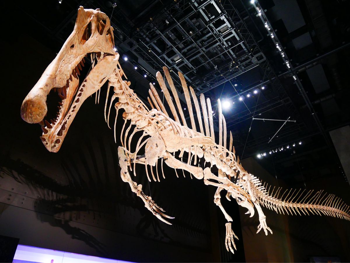 福井県立恐竜博物館