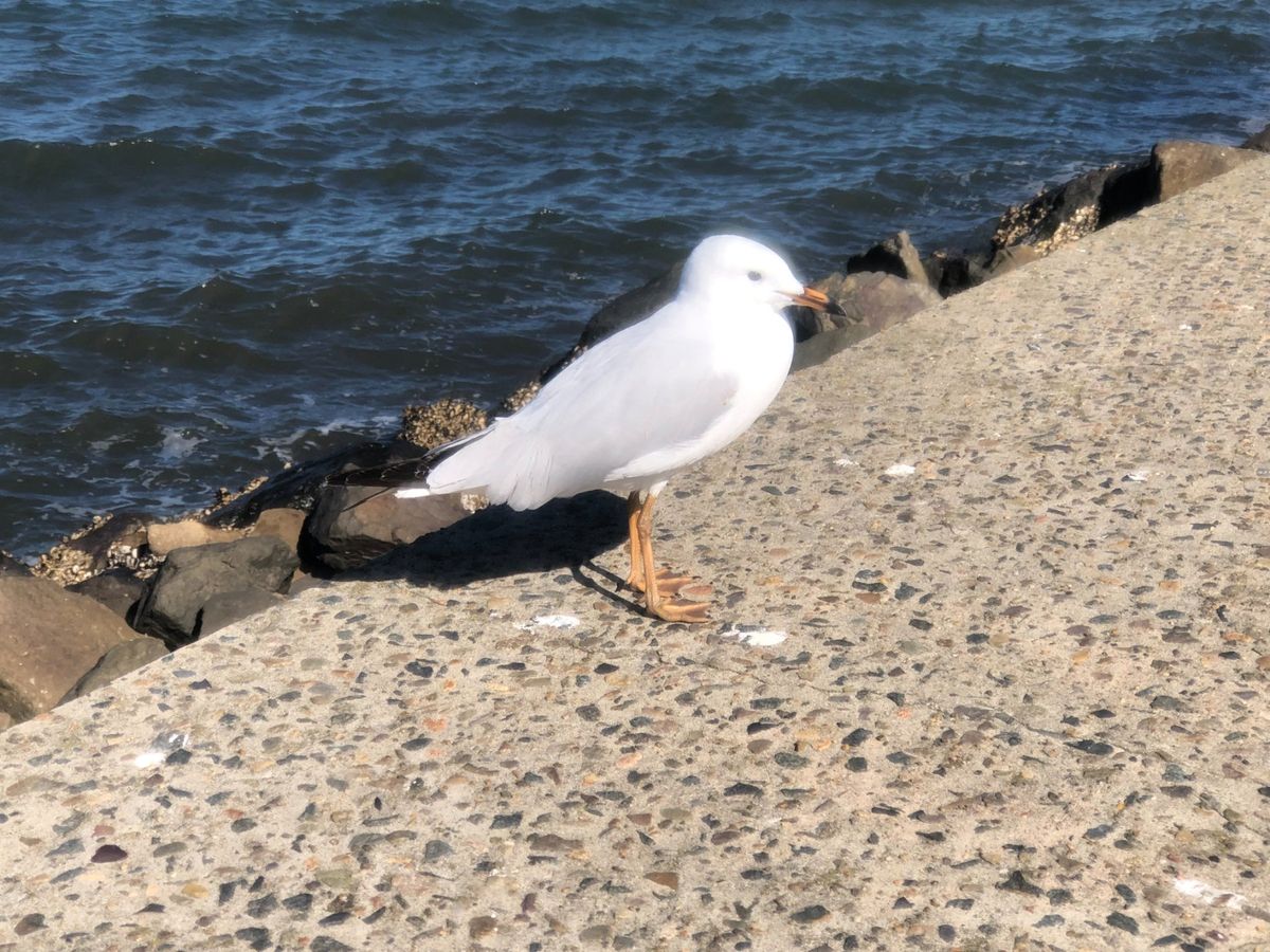 レンタカーで空港外周へ