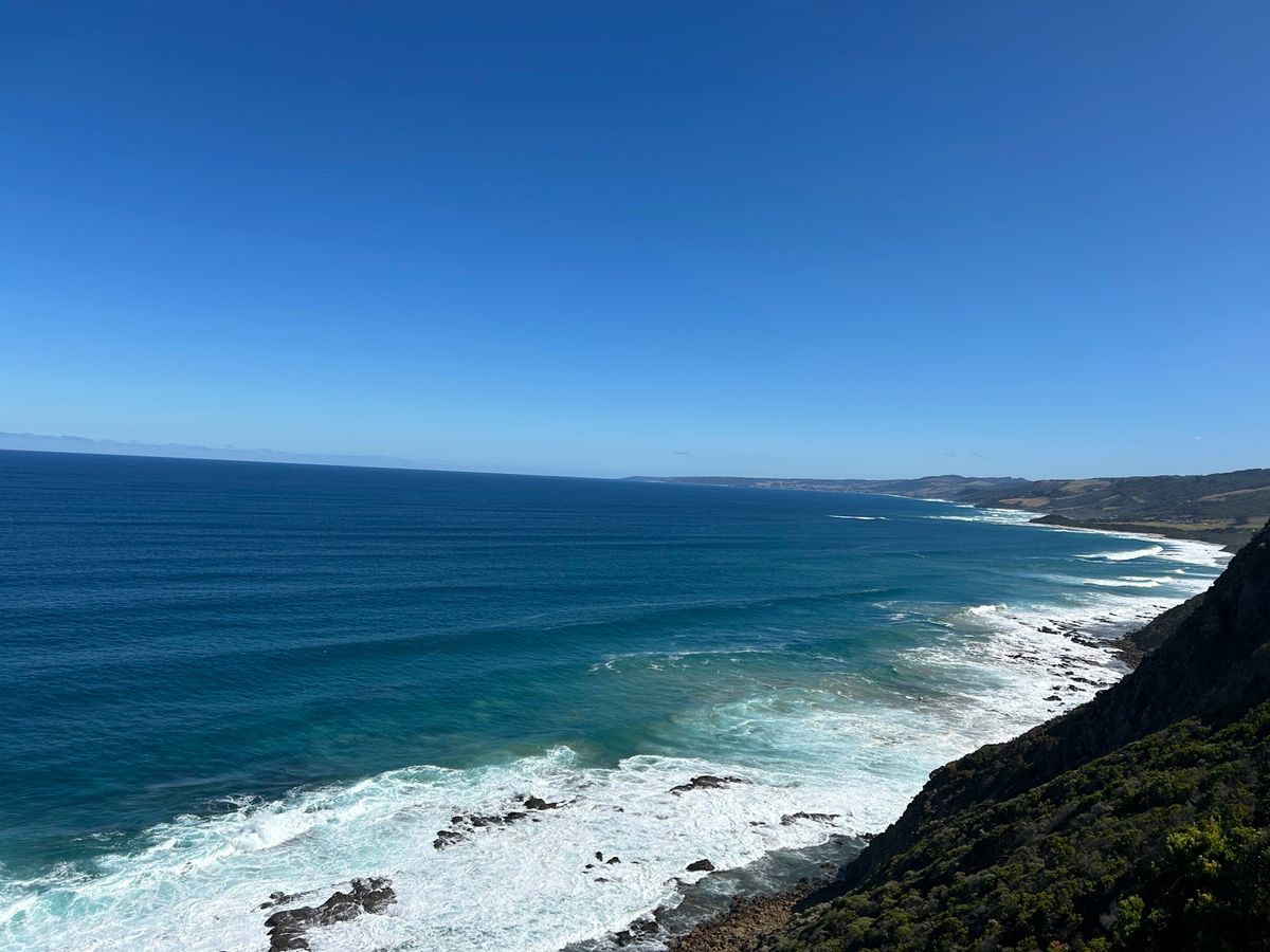 野生のオウム🦜🦜🦜