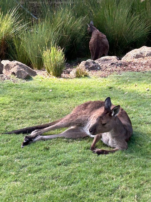 オーストラリア連邦・メルボルン「オーストラリア」の写真：動物たくさん！！