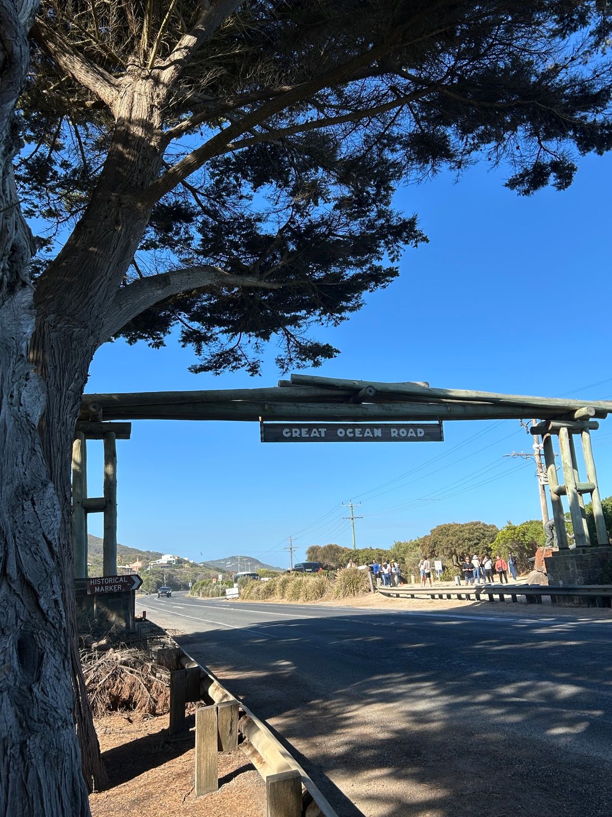 野生のオウム🦜🦜🦜