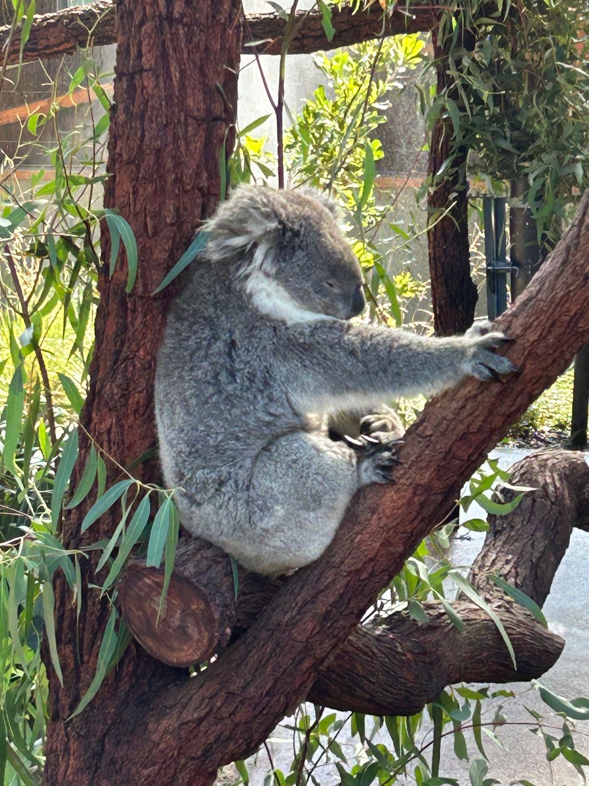 カモノハシ目当てで動物園行ったけど、やっぱかわいい！！コアラも可愛すぎ🐨
