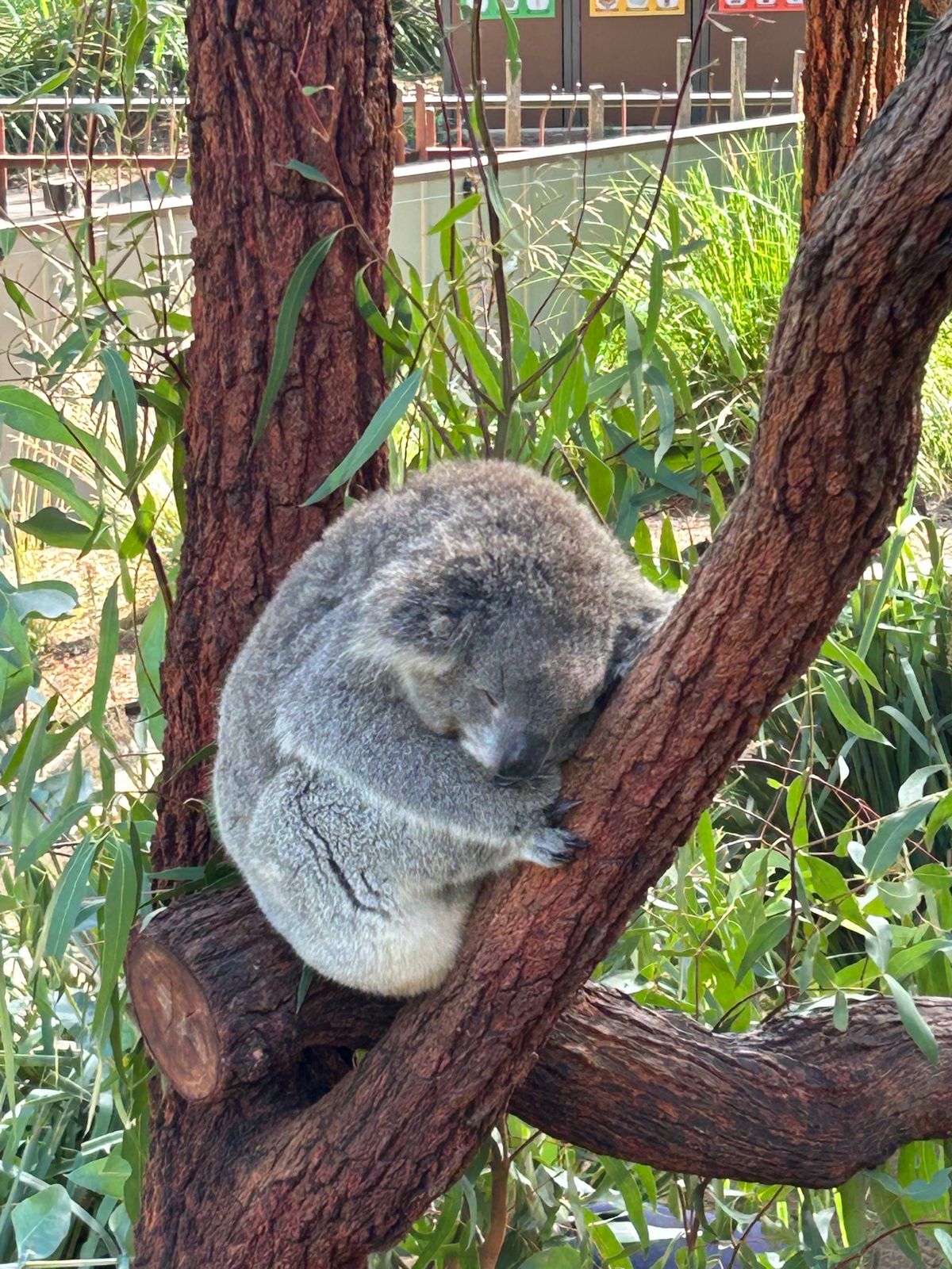 カモノハシ目当てで動物園行ったけど、やっぱかわいい！！コアラも可愛すぎ🐨