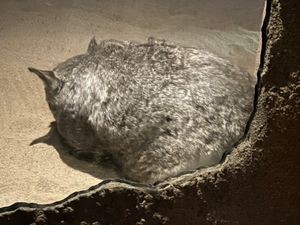 最初2羽の鳥さんが似た動きしていて面白かった🤣
動物との距離が全体的に近く...