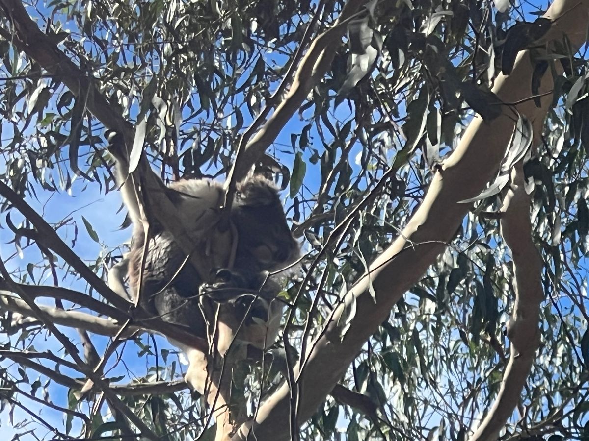 シャーク＆サラダ食べた！！
初めての鮫😋
野生のコアラ見れた·͜·ᰔᩚ