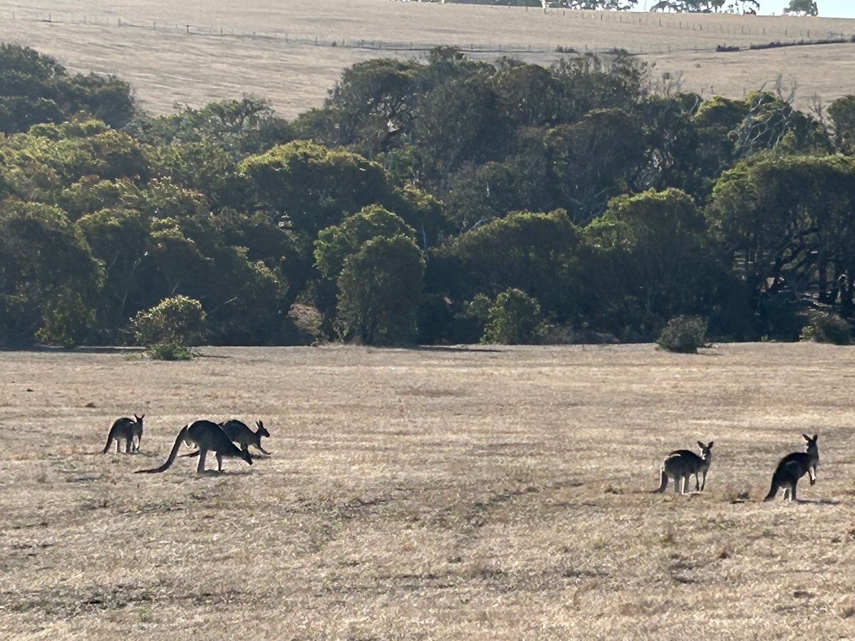 市場めっちゃ広かった！！
野生のカンガルー見れた！！