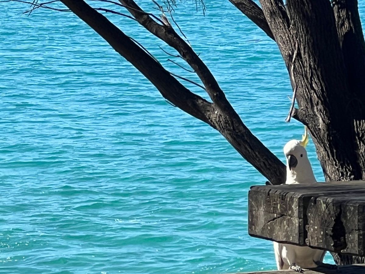 野生のオウム🦜🦜🦜