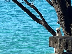 野生のオウム🦜🦜🦜