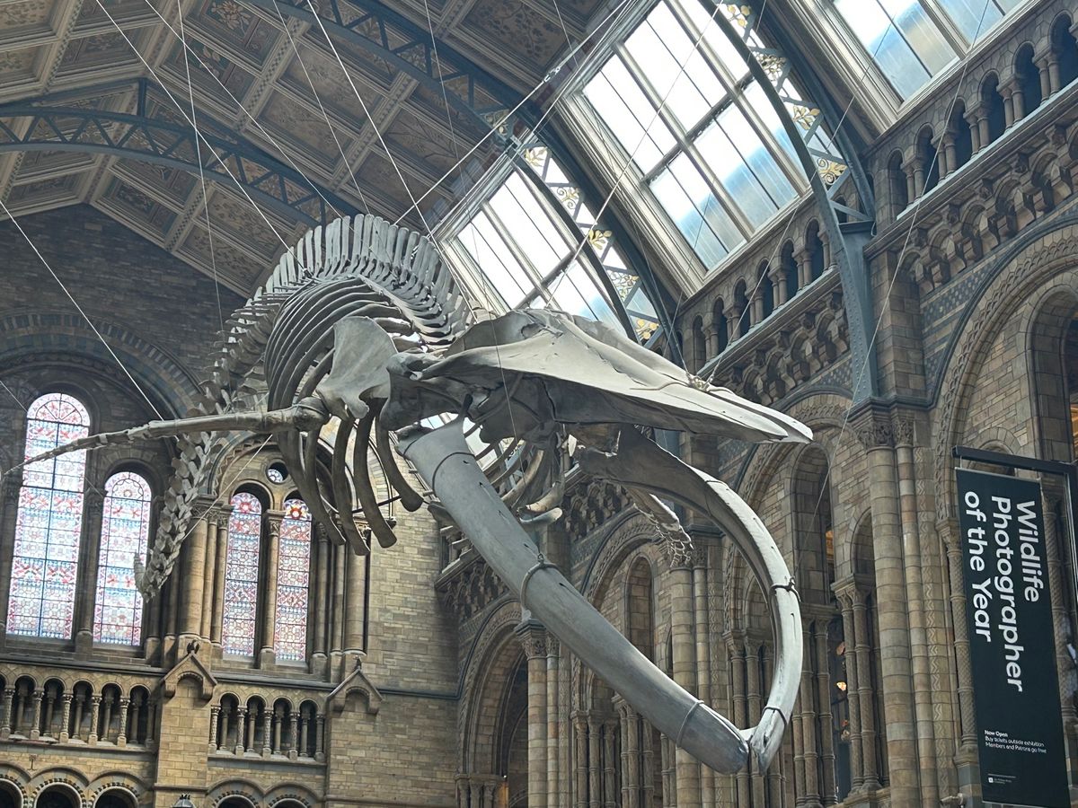 ３日目午前中は自然史博物館へ。
恐竜や生物、鉱物、宇宙、地球などあらゆる自...