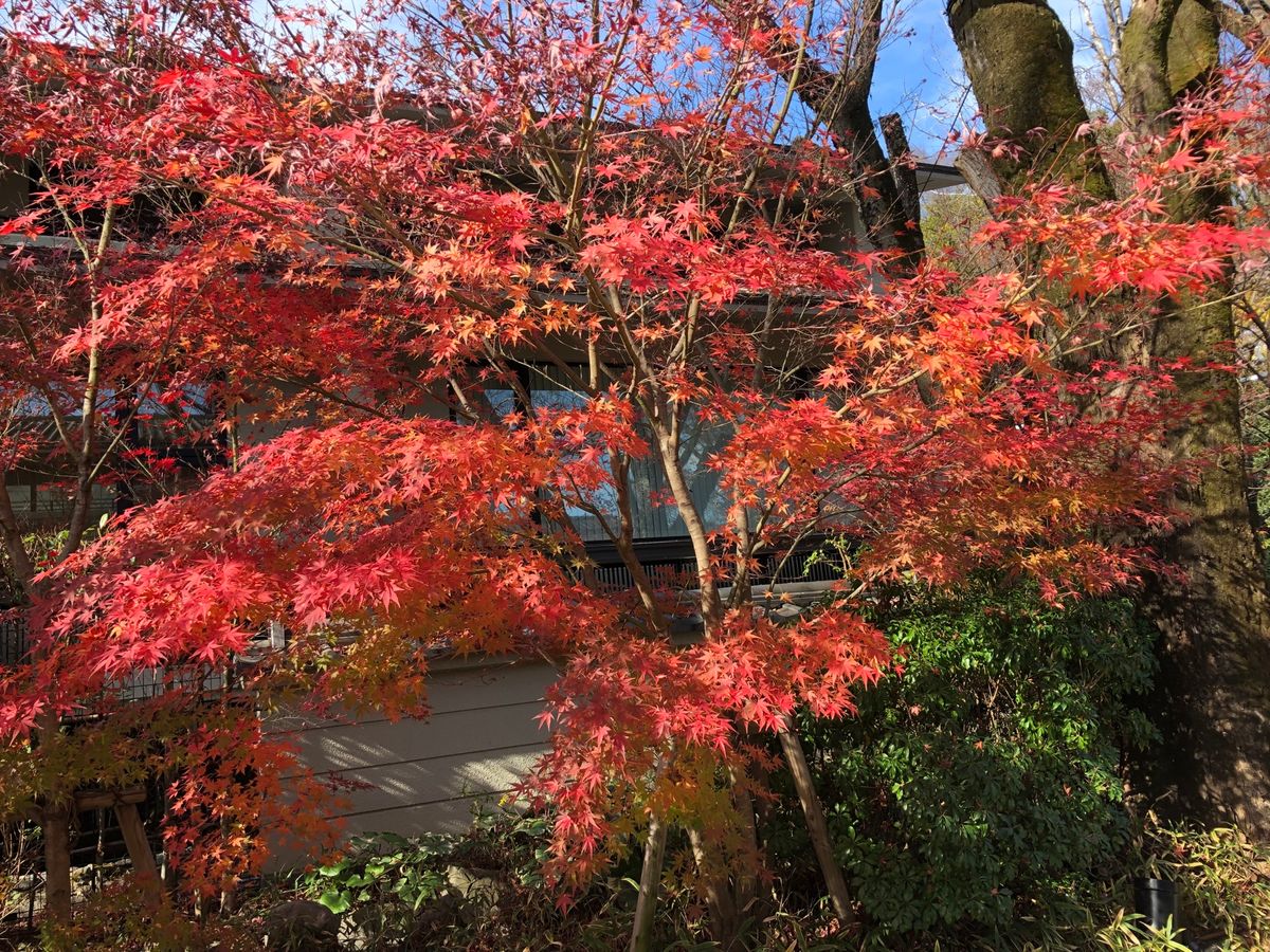 鴨川→下鴨神社→上賀茂神社
