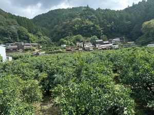 馬路おしどりマラソン大会